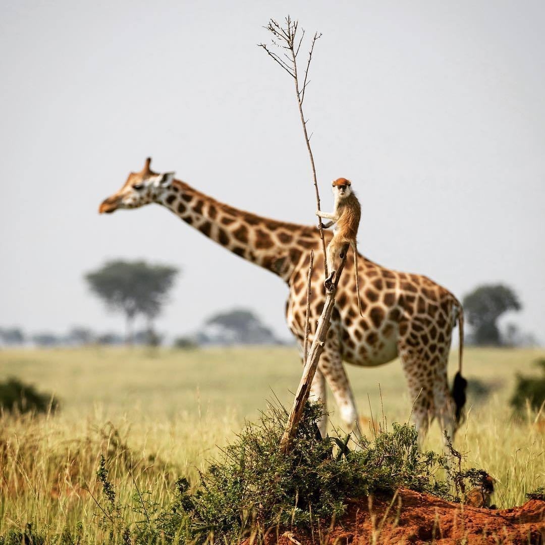 Classic Kenya Safari