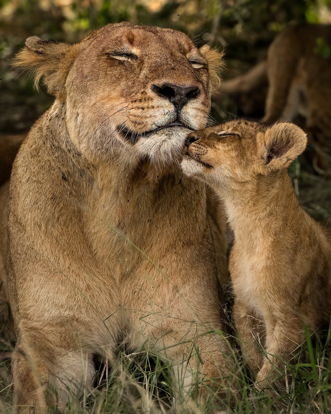 Classic Kenya Safari