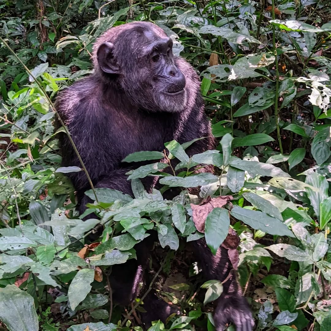Uganda Gorilla Trekking